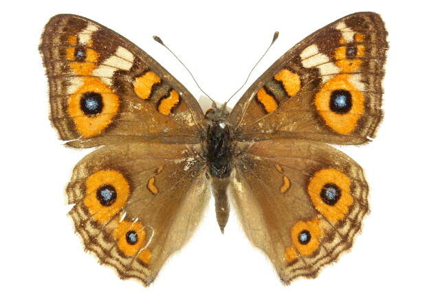 Image of Meadow Argus