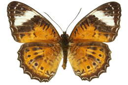 Image of Orange lacewing