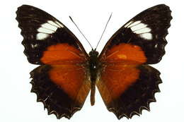 Image of Cethosia cydippe Linnaeus 1763