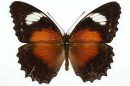 Image of Cethosia cydippe Linnaeus 1763