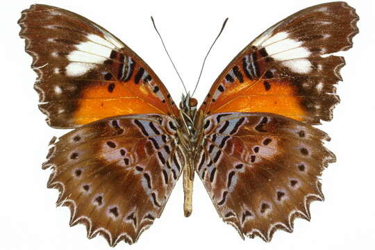 Image of Cethosia cydippe Linnaeus 1763