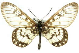 Image of Acraea andromacha Fabricius 1775