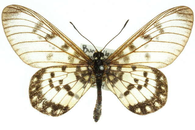 Image of Acraea andromacha Fabricius 1775