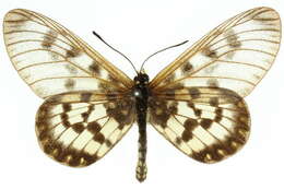 Image of Acraea andromacha Fabricius 1775