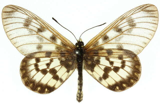 Image of Acraea andromacha Fabricius 1775