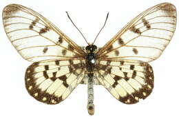 Image of Acraea andromacha Fabricius 1775