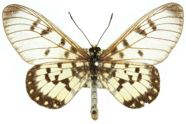 Image of Acraea andromacha Fabricius 1775