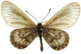 Image of Acraea andromacha Fabricius 1775