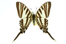 Image of Protographium leosthenes (Doubleday 1846)