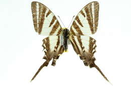 Image of Protographium leosthenes (Doubleday 1846)