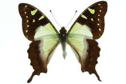 Слика од Graphium macleayanus (Leach 1814)