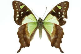 Слика од Graphium macleayanus (Leach 1814)