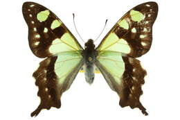 Слика од Graphium macleayanus (Leach 1814)