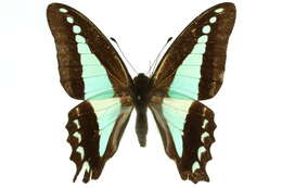 صورة Graphium sarpedon (Linnaeus 1758)