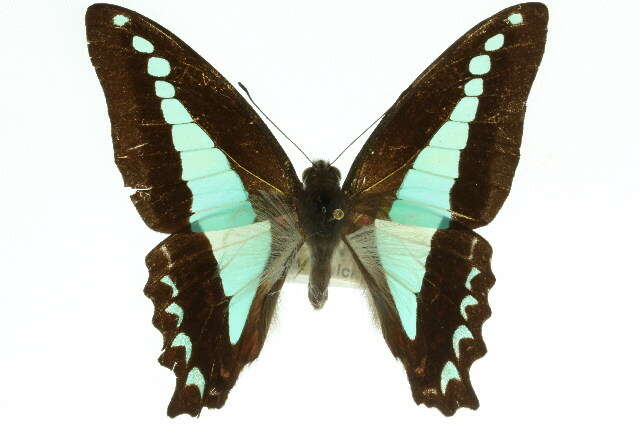 صورة Graphium sarpedon (Linnaeus 1758)