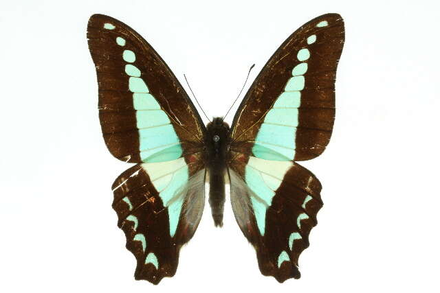 صورة Graphium sarpedon (Linnaeus 1758)