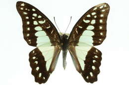 Image of Great Jay Butterfly