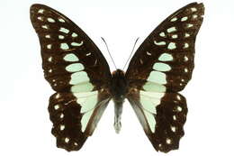 Image of Great Jay Butterfly