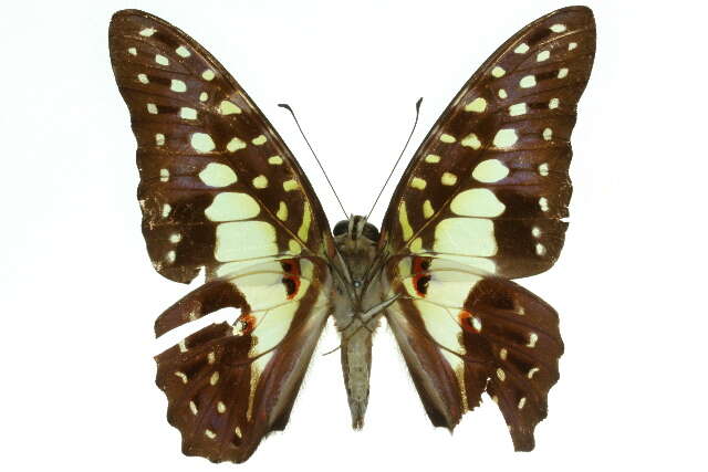 Image of Graphium macfarlanei (Butler 1877)