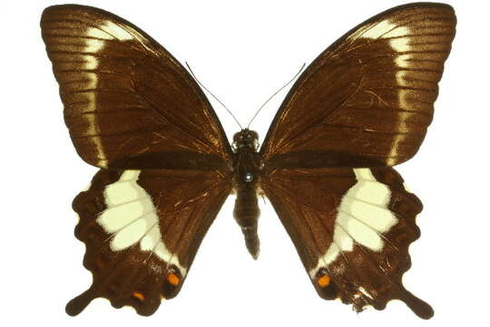 Image of Canopus Swallowtail