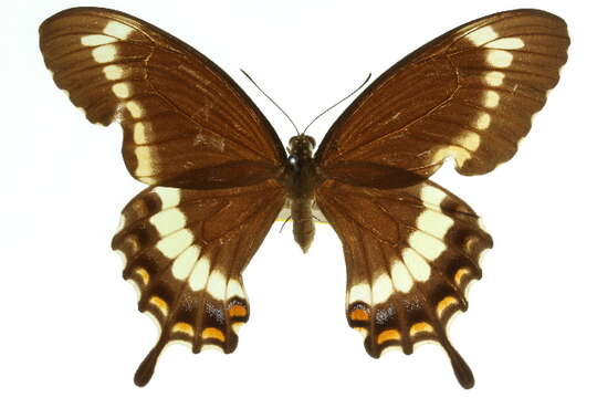 Image of Canopus Swallowtail