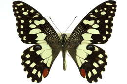 Plancia ëd Papilio demoleus Linnaeus 1758