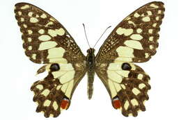 Plancia ëd Papilio demoleus Linnaeus 1758