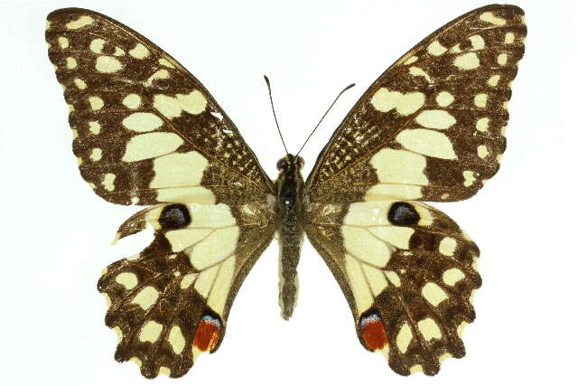 Plancia ëd Papilio demoleus Linnaeus 1758