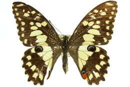 Plancia ëd Papilio demoleus Linnaeus 1758