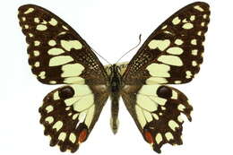 Plancia ëd Papilio demoleus Linnaeus 1758