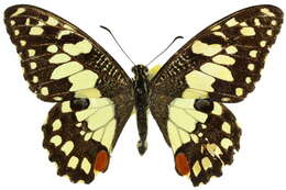 Plancia ëd Papilio demoleus Linnaeus 1758