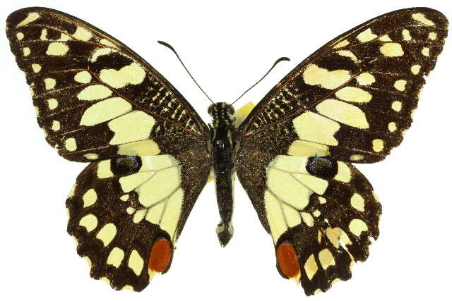 Plancia ëd Papilio demoleus Linnaeus 1758