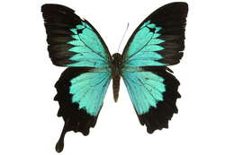 Image of Mountain Swallowtail