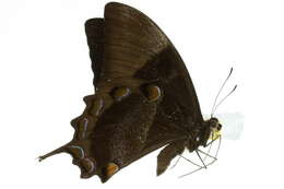 Image of Mountain Swallowtail