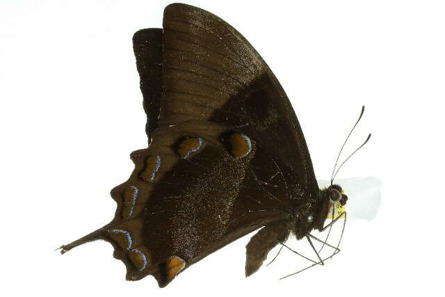 Image of Mountain Swallowtail