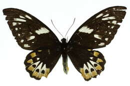 Sivun Ornithoptera priamus (Linnaeus 1758) kuva