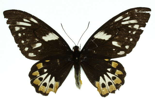 Sivun Ornithoptera priamus (Linnaeus 1758) kuva