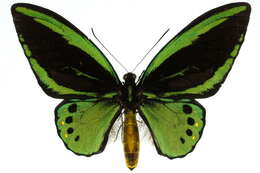 Sivun Ornithoptera priamus (Linnaeus 1758) kuva