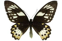 Sivun Ornithoptera priamus (Linnaeus 1758) kuva