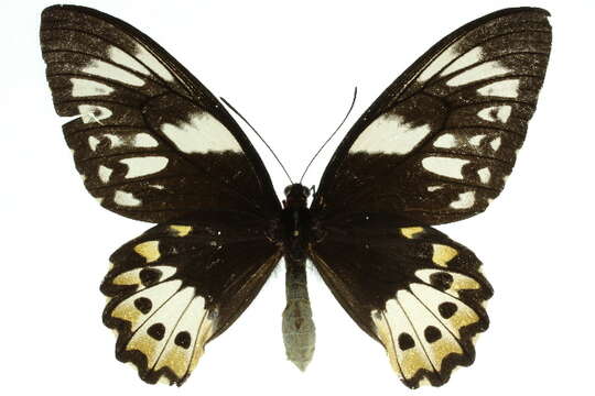 Image de Ornithoptera priamus (Linnaeus 1758)