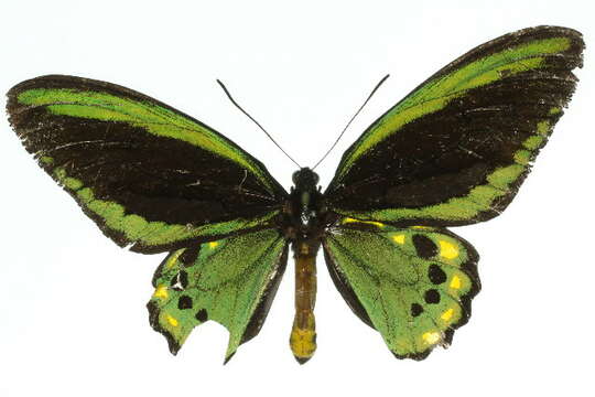 Image of <i>Troides euphorion</i>