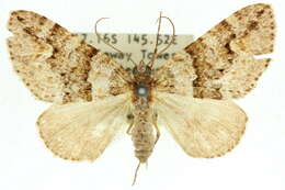 Image of Heterochasta conglobata Walker 1862