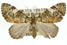 Image of <i>Heterochasta lasioplaca</i>