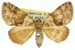 Слика од Polyclysta hypogrammata Guenée 1858