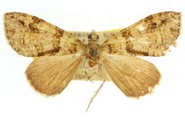 Слика од Polyclysta hypogrammata Guenée 1858
