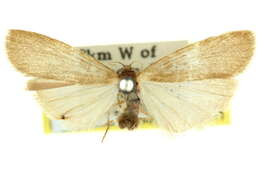 صورة Threnosia myochroa Turner 1940