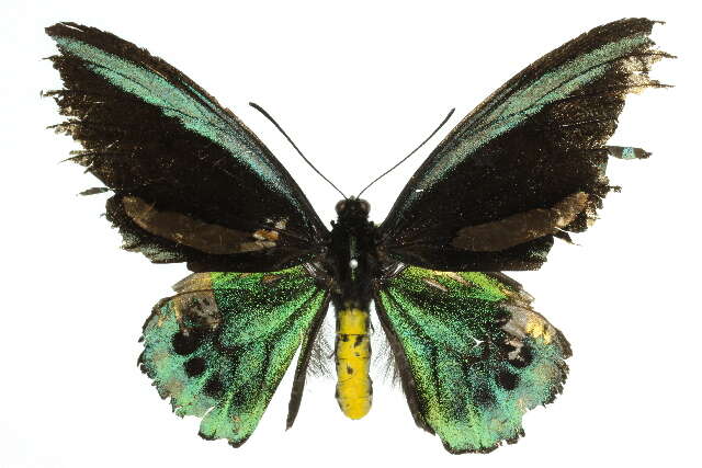 Image of <i>Troides euphorion</i>