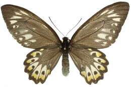 Image of <i>Troides euphorion</i>