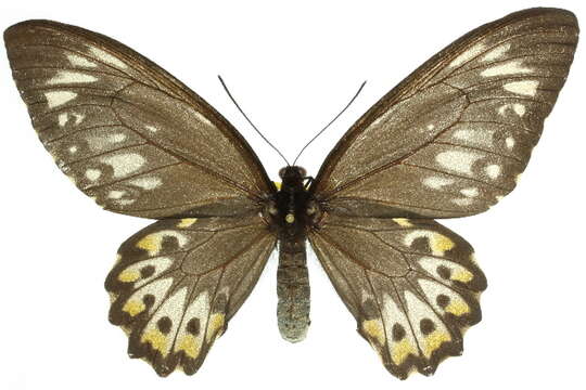 Image of <i>Troides euphorion</i>