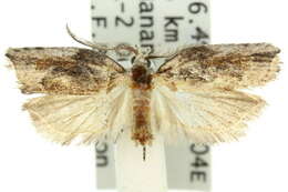 Image of Lophobela sinuosa Turner 1917